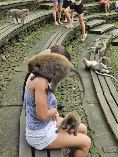 A large monkey on the back of a girl's neck, with a smaller monkey on her leg, and other monkeys lounging on wooden benches in the background.