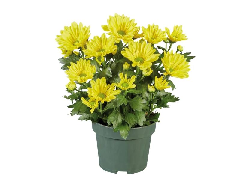 Potted yellow chrysanthemum.