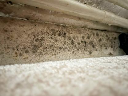Mold growing on a wall.