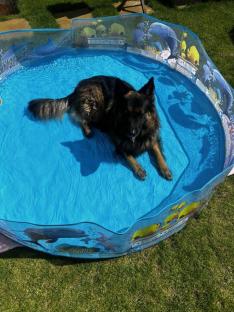 German Shepherd dog in a paddling pool.