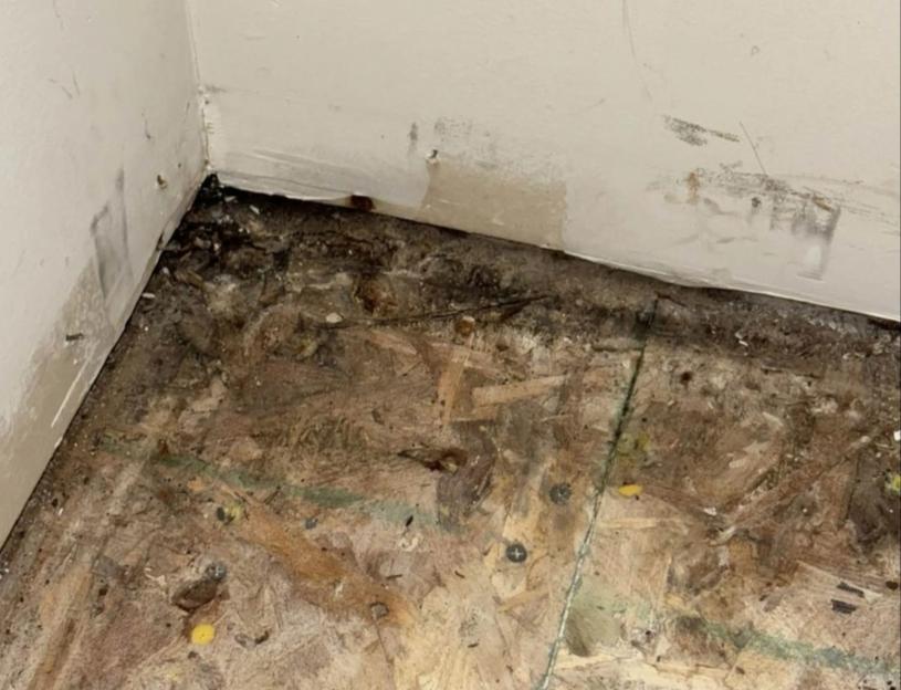Mold growth on the floor and walls of a home.