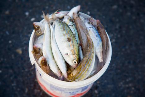 Fan swaps five kilos of semi-dried fish worth hundreds for ticket to watch Tottenham in Europa League semi-final