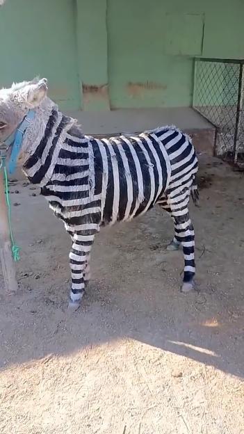 Donkey painted with black and white stripes to resemble a zebra in a zoo enclosure.