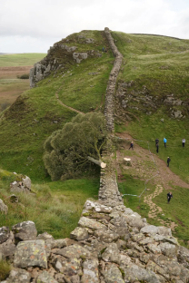 Fallen tree across Hadrian's Wall.