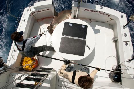 Two fishermen bringing a large hammerhead shark aboard a boat.