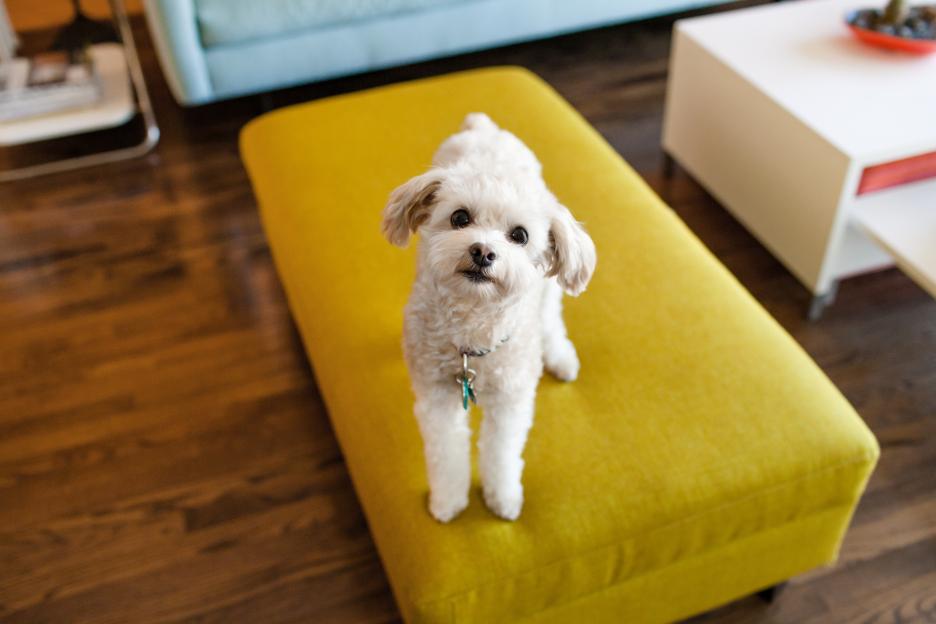 White dog sitting on a yellow ottoman.