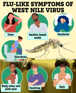 Illustration of flu-like symptoms of West Nile virus: fever, swollen lymph nodes, headache, diarrhea, body aches and joint pain, vomiting, and rash.