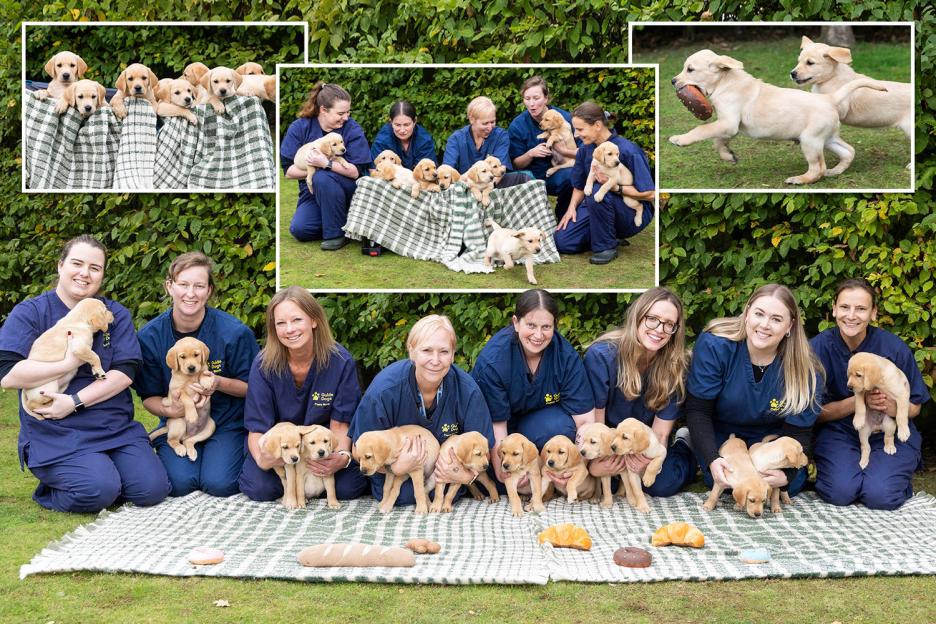 Adorable Photos Capture the Arrival of 13 Puppies, The Baker’s Dozen, on Their Journey to Becoming Guide Dogs by 2027!