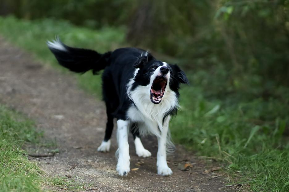 Black and white Border Collie barking aggressively with an open mouth, showing teeth.