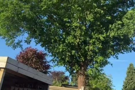 My neighbour’s tree blocked our garden from the sun for 6 years, so we cut it down but everyone’s saying the same thing