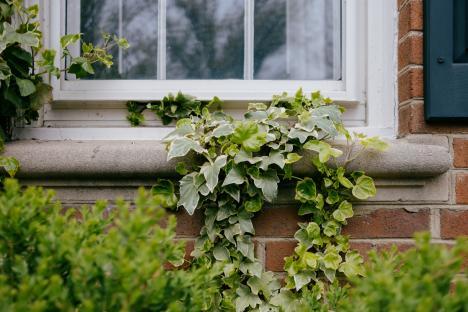 Ivy growing on a brick building's windowsill.