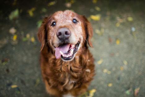 Amazing news for pet owners as dogs now live two YEARS longer – here are the reasons why