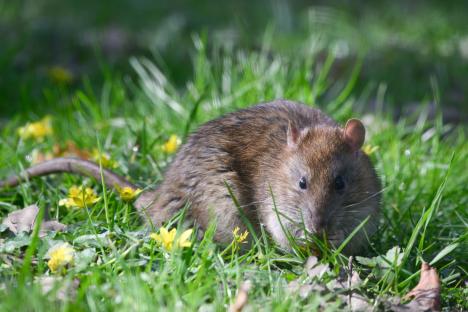 The 20p hack will keep rats and mice out of your garden for good and you’ll probably already have it in the cupboard