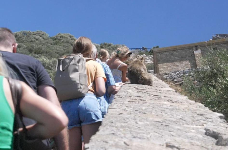People looking at a monkey on a stone wall.