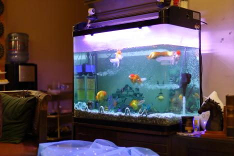 Fish aquarium in a living room.