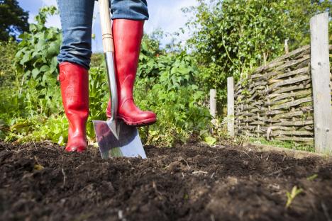 The 7 plants to get in the ground this month, and you’ll have a veg patch bursting with life in just eight weeks