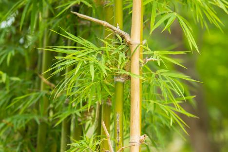 Close-up of bamboo stalks and leaves.