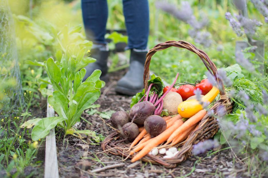 Basket of freshly picked vegetables in a garden.