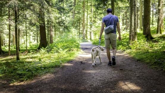 Man walking dog on leash in forest.