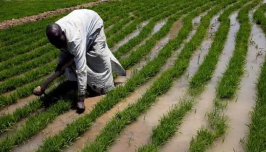 Jigawa govt issues stern warning against diversion of agricultural inputs for 2025 rice farming