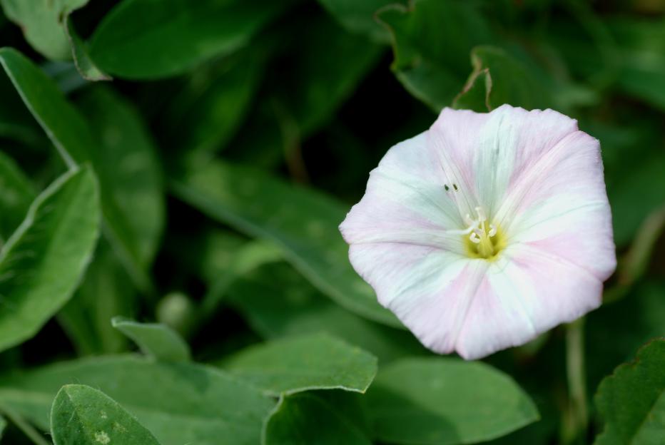 Pink and white field bindweed flower.