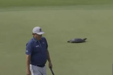 Moment stars at USPGA Championship are delayed by a TURTLE as it scampers across green at Quail Hollow