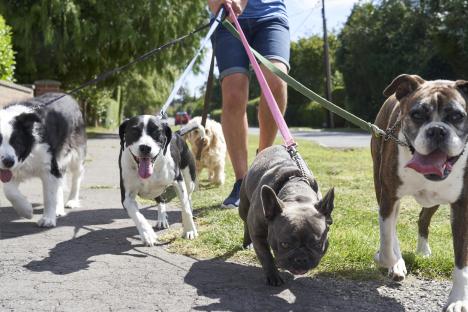 I’m a dog expert who’s urging families to steer clear of a clever breed – they’ll outsmart you and you’ll regret it