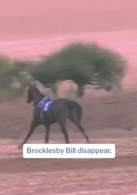 A dark horse wearing a purple saddle cloth with the number 2 on it stands in a sandy area with trees in the background, with text overlay "Brocklesby Bill disappear."