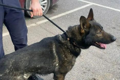 Major warning to ALL dog owners over ‘lethal’ mistake that could see you fined £5,000 & slapped with 9 points on licence