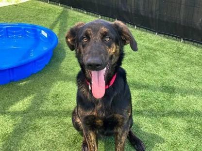 Hero dog Duke sitting on the grass.