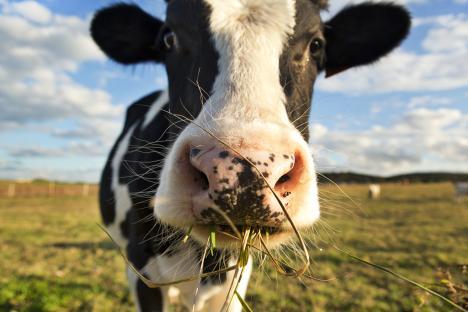 Close-up of a dairy cow eating grass in a field.