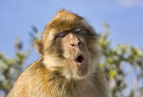 Monkeys revealed as undisputed kings of yodelling with frequency range 5 times greater than humans