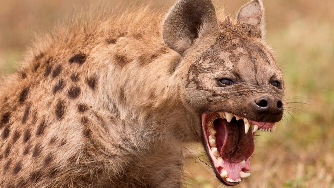 Spotted hyena snarling with bared teeth.