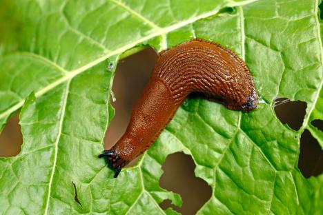 Easy 55p hack to get rid of flies and slugs from your garden – everyone has some in their kitchen cupboards