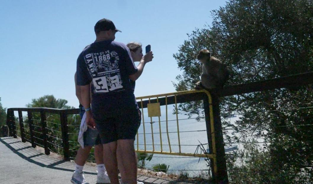 A woman photographing a monkey sitting on a fence with a man standing beside her.