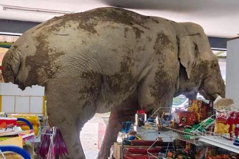 Hungry elephant munches on sweet rice cakes and chicken’s eggs after barging into grocery store in Thailand