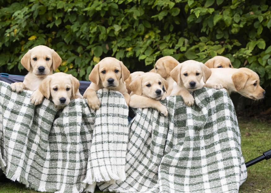 A litter of eight-week-old guide dog puppies, nicknamed 'The Baker's Dozen', playing at the Guide Dogs National Centre.