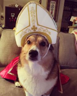 Corgi dog dressed as the Pope.