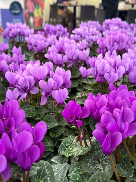 Purple cyclamen flowers.