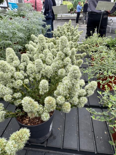 Thyme plant in a pot.