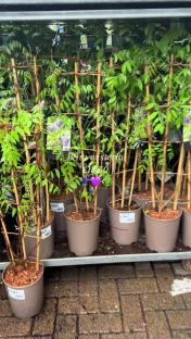Wisteria plants for sale at B&M.