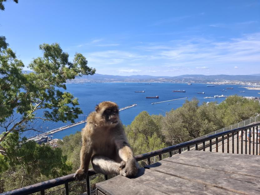A Barbary macaque monkey sitting on a railing overlooking the sea and port of Gibraltar.