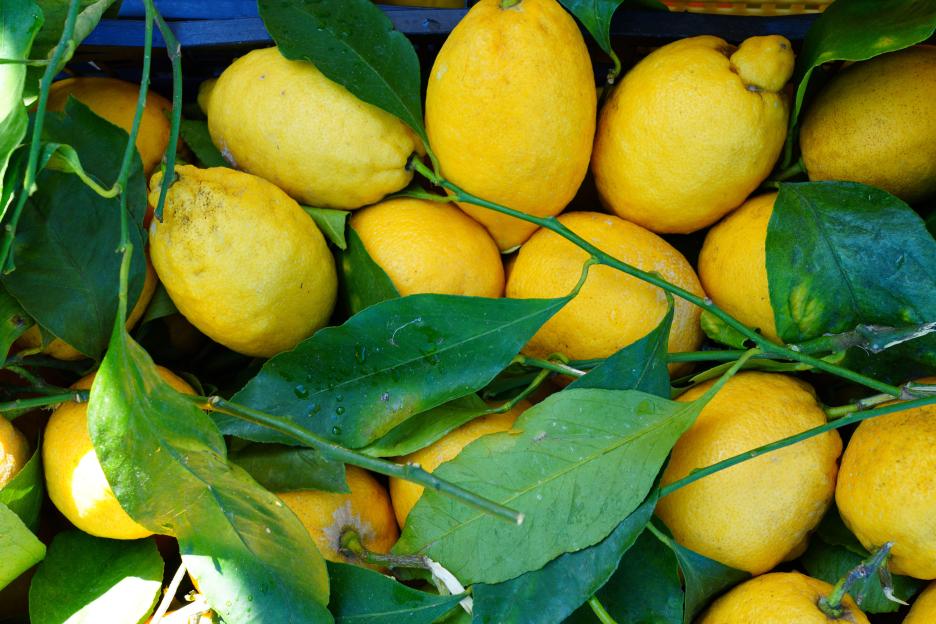 2XRCHM7 View of fresh Amalfi lemons on the Amalfi Coast in Italy