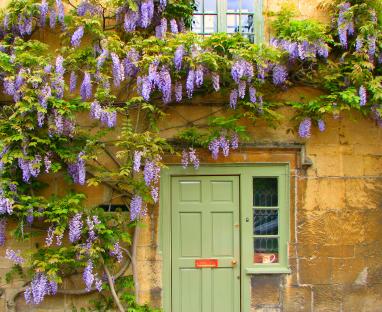 Wisteria in bloom covers the front of a Cotswold stone cottage.