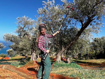 Woman harvesting olives using a long-handled tool in an olive grove.