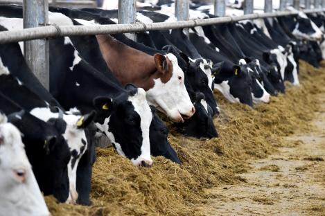 Mad cow disease confirmed on UK farm as animal shows symptoms of 1990s outbreak that led to culling millions of cattle