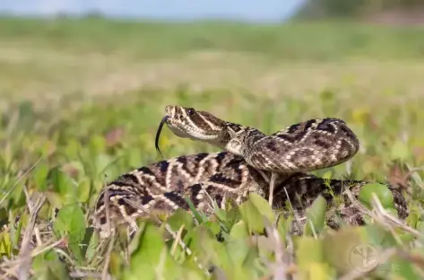 Rattlesnake in the grass.