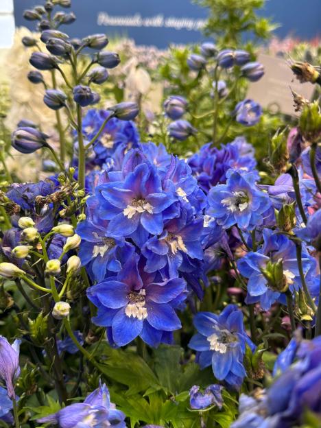 Close-up of vibrant blue delphiniums.