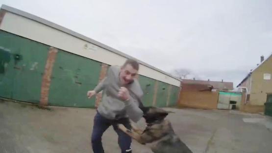 Police dog biting a man during an arrest.