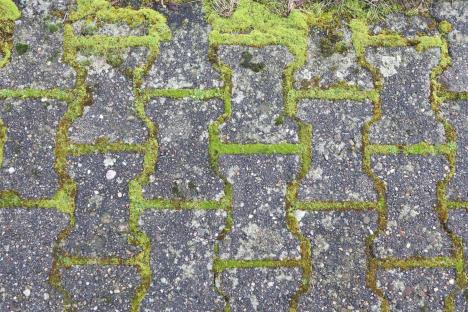 The £1.94 hack that works ‘like magic’ to remove moss and black spots on your patio in 10 minutes – it kills weeds too